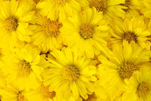 Image Jaune